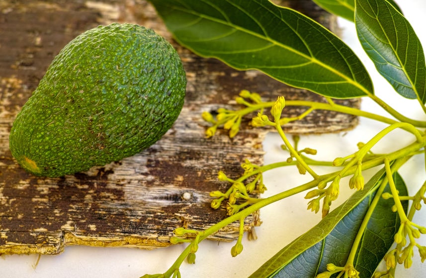 avocado flower